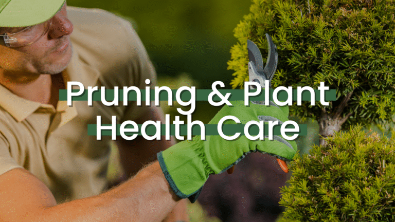 Pruning & Plant Health Care Featured Image